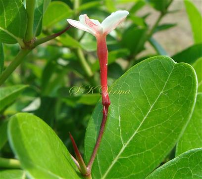  Flower